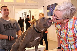 Pit bull giving a woman a kiss at the No-Kill Los Angeles (NKLA) Pet Adoption Center in West Los Angeles