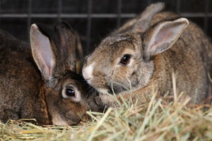 Nancy and Olivia are a bonded pair of rabbits from the Long Beach City College campus