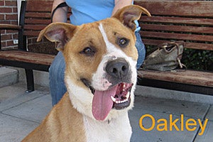 Oakley the pitbull who found his home
