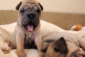 Yawning Ori-Pei puppy