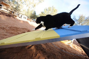 Orson the cat doing agility work