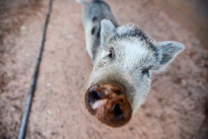 Poppy the white and grey pig from the Ironwood Pig Sanctuary
