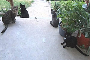 Colony of community cats helped by Best Friends' Baltimore Community Cats Project