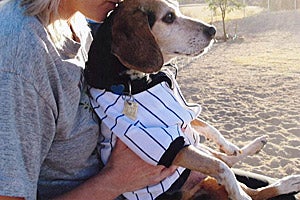 Pushkin the beagle inspired Sharon's animal advocacy