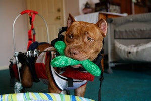 Partially paralyzed pit bull using a cart and carrying a toy in his mouth
