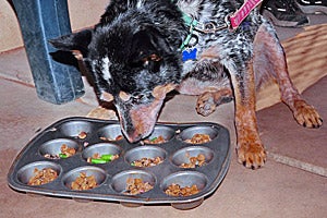 Reyna eating out of a muffin tin