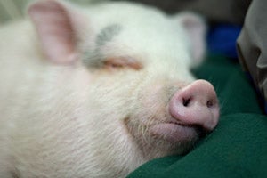 Rosie the pig taking a little snooze