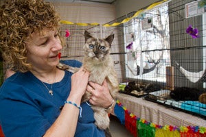 Senior Siamese cat with her adopter at the Salt Lake County Animal Services adoption event