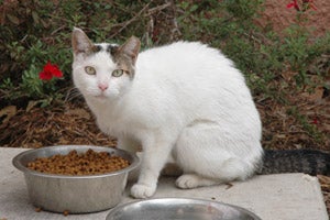 Community cat in San Antonio who has been spayed as part of San Antonio Animal Care Services' TNR program