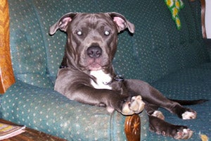 Schroeder the pit bull relaxing on the couch at home