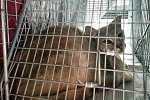 SNAP-2 IT cat in a humane trap and being taken to clinic for TNR