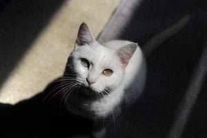Snowflake came from Stray Cat Alliance part of NKLA