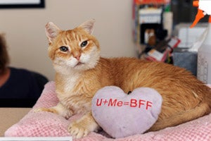 Sunny the cat at Best Friends Animal Sanctuary in Cat World