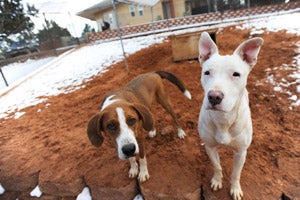 Jewel the white dog with Sophie Lee the brown and white dog at Best Friends Animal Sanctuary