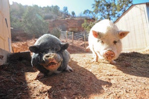 Oliver the pig has made friends with Teddy, another pig