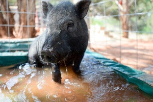 Tobias the grey pig from the Ironwood Pig Sanctuary