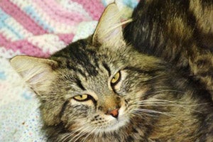 Big Mac the adoptable tabby cat from West Columbia Gorge Humane Society in Washington