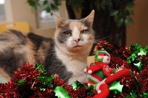 Cat World celebrates the holidays