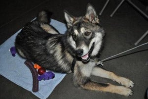 Canine attendee at Best Friends' Sherry Woodard's Animal Behavior Workshop 