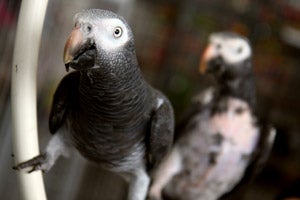 Kiwi and Higgins, a bonded pair of Timneh African grey parrots