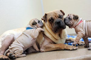 Ori-pei dog with her puppies