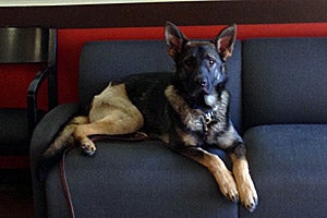 Cash the German shepherd sitting on a couch after his recovery from surgery