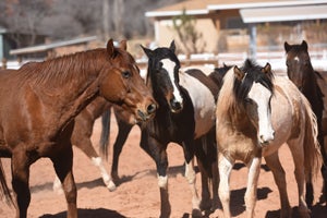 Rocky the horse with navicular disease and ringbone interacting with other horses