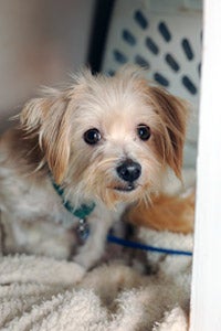 Little dog who was rescued from a commercial dog breeding facility