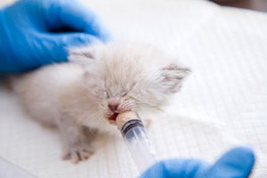 Hand feeding a young kitten with a syringe