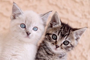 Eight-week-old kittens (like this white kitten and tabby kitten shown in this photo) can be weaned