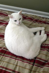 Snowball the cat who was not surrendered to the shelter
