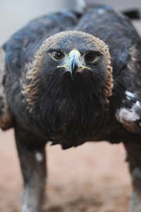 Jacobs Lake Golden Eagle gets rehab at Best Friends