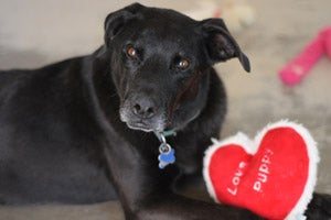 Jude the black senior dog with a stuffed heart