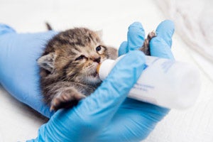 Caregiver feeding a bottle to a baby kitten