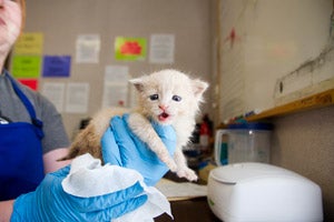 Caregiver holding a white kitten to keep her warm