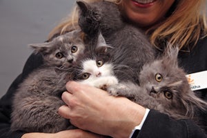 Woman holding armful of kittens (Kelly Garrett and her litter mates) who are now socialized