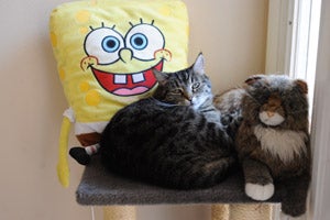 Kixie the cat is much more outgoing now that she is in the lobby. Here she is with a stuffed Sponge Bob toy and a stuffed animal cat.