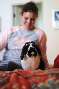 Laid-back Lacey the rabbit sitting on a woman's lap