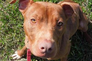 Lacey the pit bull terrier who was adopted after BDL was struck down in Watertown, Wisconsin