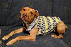 Lakota the dog who was rescued from a dogfighting ring