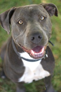 Levi, an exceptionally handsome, steel-grey pit bull terrier