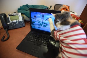 Little Callie the calico cat checking out the computer