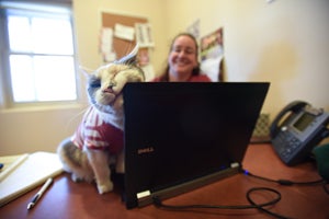 Little Callie the cat loves her job as an office cat. Here she is rubbing her cheek on a laptop.