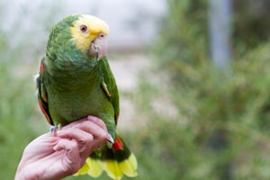 Little Feather, the double yellow-headed Amazon, perched on a person's hand