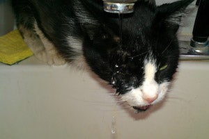 Vlad the cat enjoys his drink from the faucet