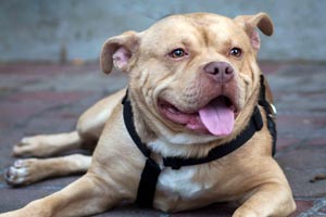 Gordy the pit bull from Louisville Metro Animal Services 