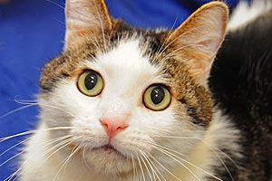 Spencer the cat from Louisville Metro Animal Services 