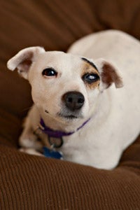 Maria the Jack Russell terrier who had damage to her left eye due to abuse