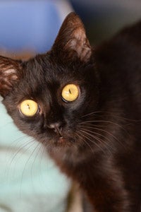 Miri the black kitten who was hit by a car