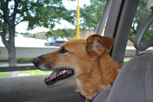 Muirinn who is a very shy dog on a car ride